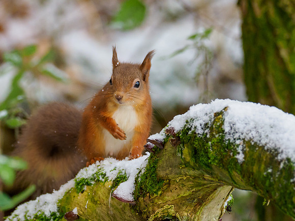 Red Squirrel (Sciurus vulgaris)