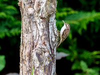 Tree Creeper (Certhia familiaris)