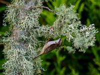 Tree Creeper (Certhia familiaris)