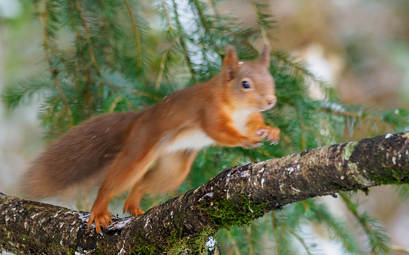 Red Squirrel (Sciurus vulgaris)