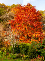 Copper Beech (Fagus sylvatica f. purpurea)