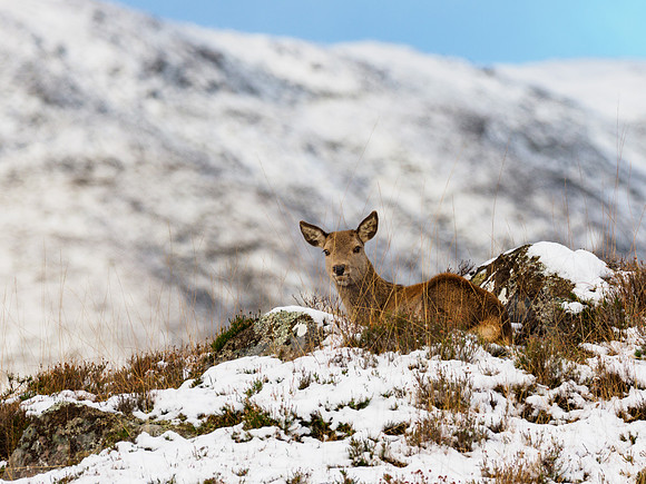 Young Red Deer