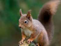 Red Squirrel (Sciurus vulgaris)