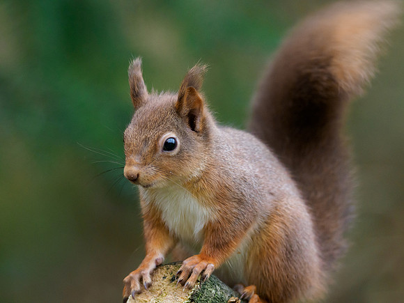 Red Squirrel (Sciurus vulgaris)