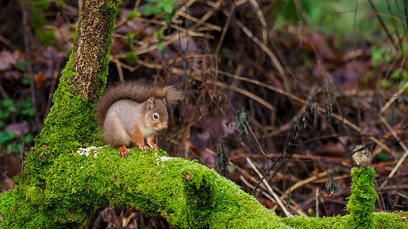 Red Squirrel (Sciurus vulgaris)