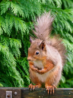 Red Squirrel (Sciurus vulgaris)