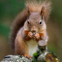 Red Squirrel (Sciurus vulgaris)