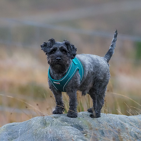 New Year's Eve Walk