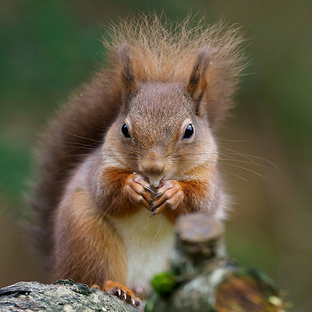 Red Squirrel (Sciurus vulgaris)