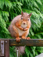 Red Squirrel (Sciurus vulgaris)