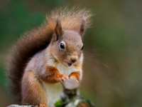 Red Squirrel (Sciurus vulgaris)