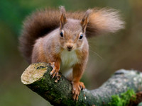 Red Squirrel (Sciurus vulgaris)