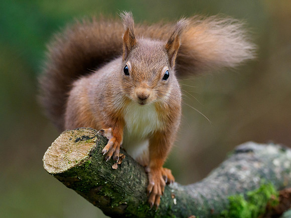 Red Squirrel (Sciurus vulgaris)