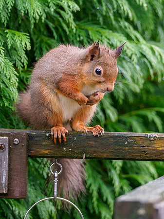 Red Squirrel (Sciurus vulgaris)