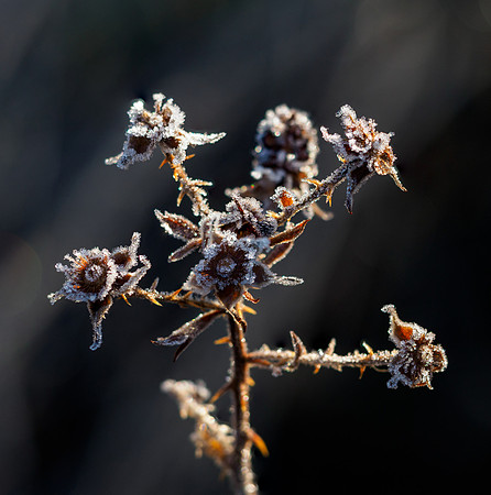 20211228-Glen Coiltie-EM525463-Edit