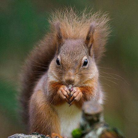 Red Squirrel (Sciurus vulgaris)
