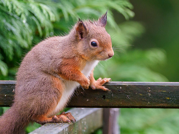 Red Squirrel (Sciurus vulgaris)