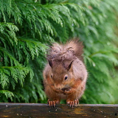 Red Squirrel (Sciurus vulgaris)
