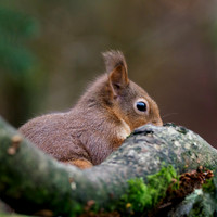 Red Squirrel (Sciurus vulgaris)