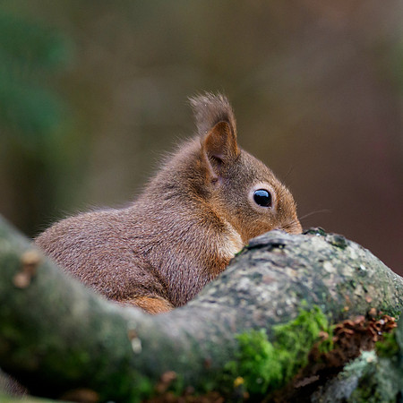 Red Squirrel (Sciurus vulgaris)