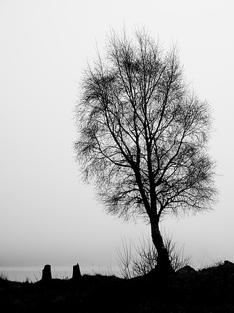 Last Man Standing