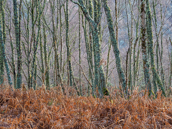20211228-Glen Coiltie-EM525436