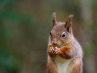 Red Squirrel (Sciurus vulgaris)