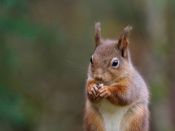 Red Squirrel (Sciurus vulgaris)