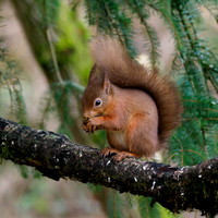 Red Squirrel (Sciurus vulgaris)