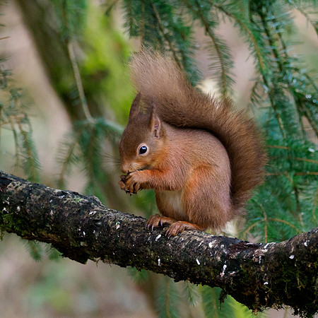 Red Squirrel (Sciurus vulgaris)