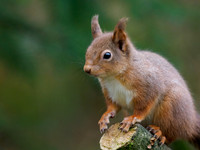 Red Squirrel (Sciurus vulgaris)