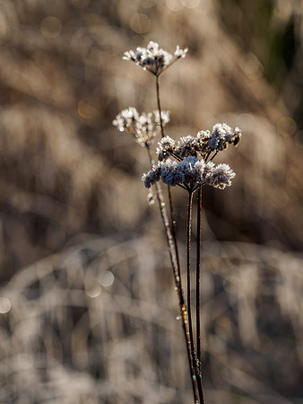20211228-Glen Coiltie-EM525459