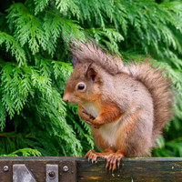 Red Squirrel (Sciurus vulgaris)