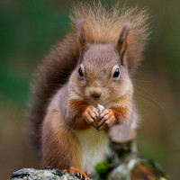 Red Squirrel (Sciurus vulgaris)