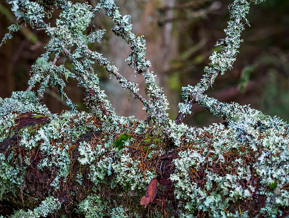 20211228-Glen Coiltie-EM525440-Edit
