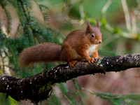 Red Squirrel (Sciurus vulgaris)