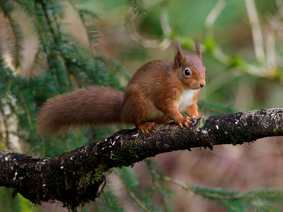 Red Squirrel (Sciurus vulgaris)
