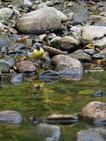 Grey Wagtail (Motacilla cinerea)
