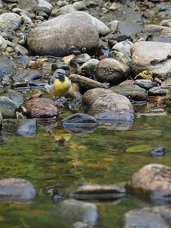 Grey Wagtail (Motacilla cinerea)