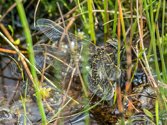Golden-ringed Dragonfly (Cordulegaster boltonii )