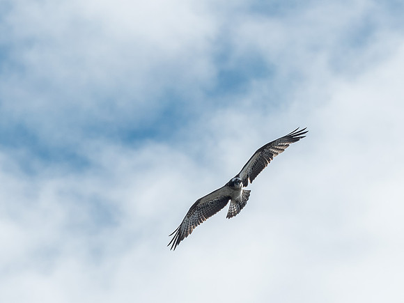 Osprey (Pandion haliaetus)