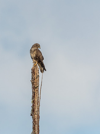 Common Buzzard (Buteo buteo)