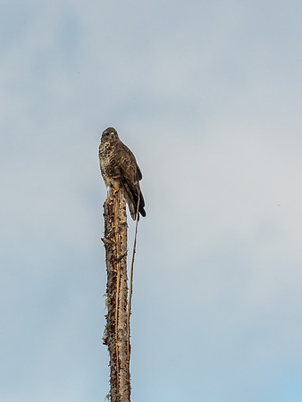 Common Buzzard (Buteo buteo)