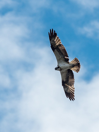 Osprey (Pandion haliaetus)