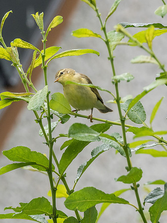 Willow Warbler (Phylloscopus trochilus)