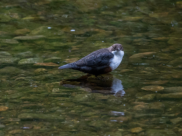 Dipper (Cinclus cinclus)