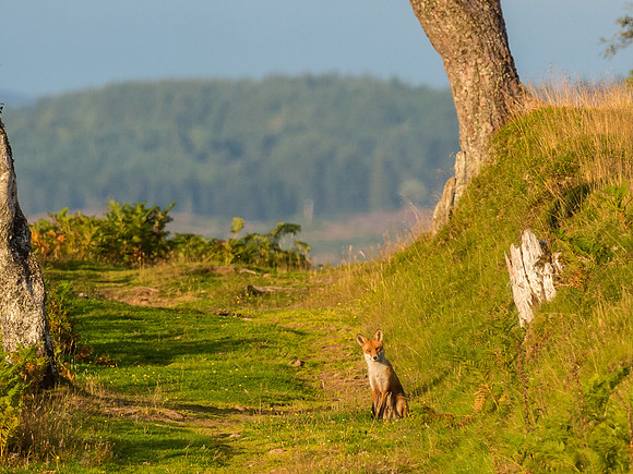 Red Fox (Vulpes vulpes)