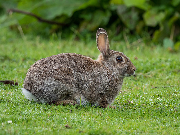 Wild Rabbit (Oryctolagus cuniculus)