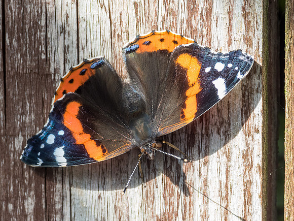 Red Admiral Butterfly (Vanessa atalanta)