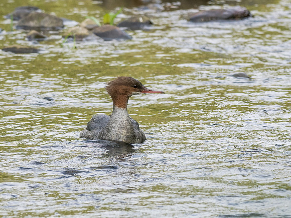 Juvenile Red-breasted Merganser (Mergus serrator)